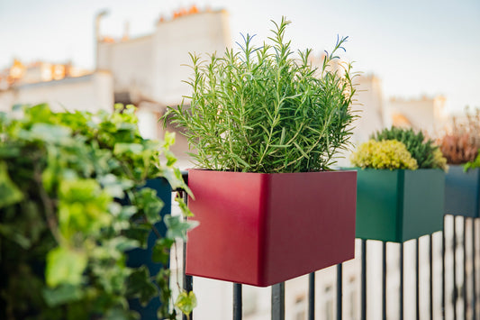 Quelles plantes mettre dans des Balconnières